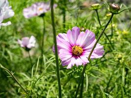 Spring single daisy flower and bee photo