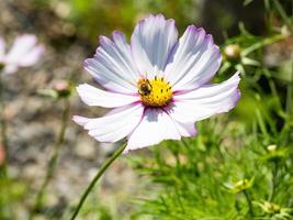 Spring single daisy flower and bee photo