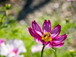 Spring single daisy flower and bee photo