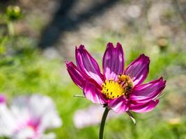 Spring single daisy flower and bee photo