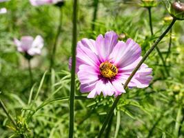 Spring single daisy flower and bee photo