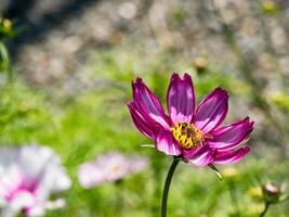 Spring single daisy flower and bee photo