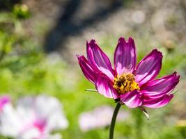 Spring single daisy flower and bee photo