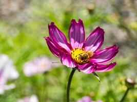 Spring single daisy flower and bee photo