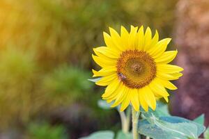 Front view of a newly blooming sunflower against a defocused background. Space for text photo