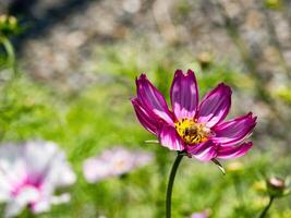 Spring single daisy flower and bee photo