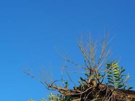 A tree without leaves on blue sky background. Space for text photo