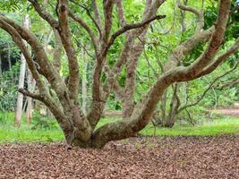 el paisaje de el arboles en el jardín foto