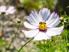 Spring single daisy flower and bee photo