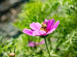 Spring single daisy flower and bee photo