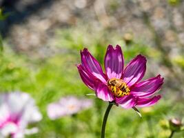 Spring single daisy flower and bee photo