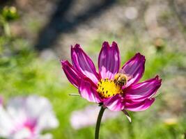 Spring single daisy flower and bee photo