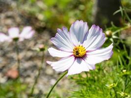 Spring single daisy flower and bee photo