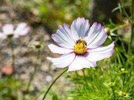 Spring single daisy flower and bee photo