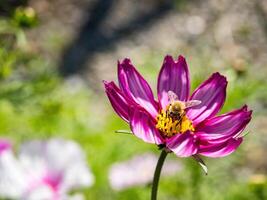 Spring single daisy flower and bee photo