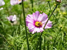 Spring single daisy flower and bee photo