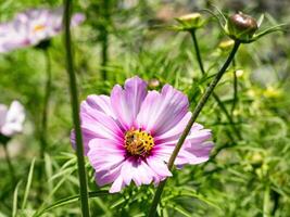 Spring single daisy flower and bee photo