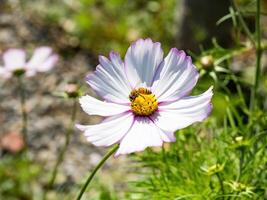 Spring single daisy flower and bee photo