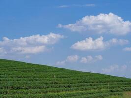 Landscape scenic view of the tea plantation at Chiang Rai, Thailand. Space for text photo