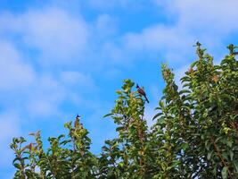 Small birds on the green tree with a blue sky background. Space for text photo
