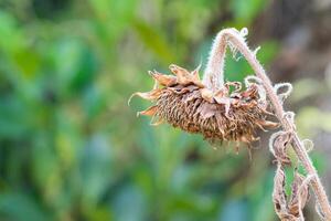 muriendo girasol en el otoño campo con un naturaleza antecedentes. espacio para texto. de cerca foto.concepto de naturaleza y flores foto