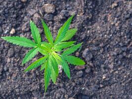 Close-up of cannabis plant growing at outdoors marijuana farm. The texture of marijuana leaves. Space for text. Concept of cannabis plantation for medical photo