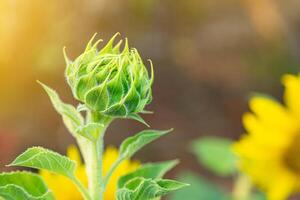 Close-up of green young sunflower bud before blooming with nature background. Space for text photo