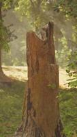 un árbol tocón en el medio de un bosque video