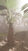 A palm tree in the middle of a foggy forest video