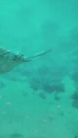 ein Schildkröte Schwimmen im das Wasser in der Nähe von Felsen video