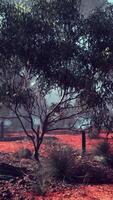 rojo suciedad campo con arboles en australiano arbusto video