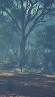 An Eucalyptus Grove Emerges From the Fog, Embracing a Myriad of Trees video