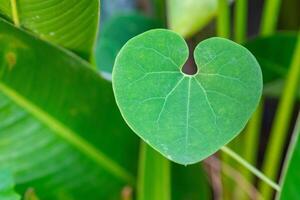 de cerca de verde hoja en forma de corazon con naturaleza antecedentes. San Valentín día concepto foto