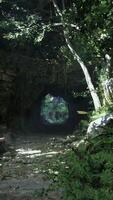 túnel através floresta do árvores video