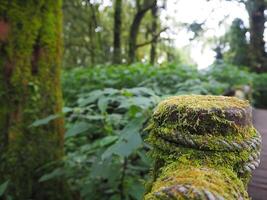 Wooden footbridge in the forest with nature background. Close-up photo