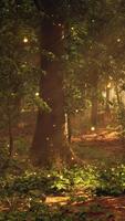 un bosque lleno con un montón de arboles cubierto en luciérnagas video