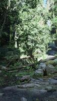 escénico suciedad la carretera rodeado por arboles y rocas video