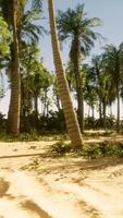 A sandy beach with palm trees and the ocean in the background video