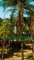 A beach with palm trees and the ocean in the background video