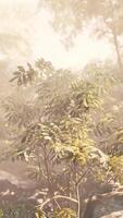 Sunlit Tropical Forest With Trees and Rocks video