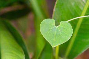 Close-up of a green heart-shaped leaf. Space for text. Valentine's Day concept photo