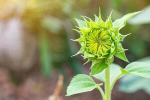 Green young sunflower bud before blooming with nature background. Space for text. Close-up photo.Concept of nature and flowers photo