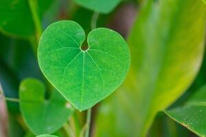 Close-up of a green heart-shaped leaf. Space for text. Valentine's Day concept photo