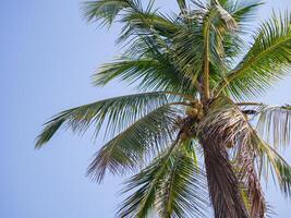 The coconut tree with blue sky as a beautiful background. Space for text photo