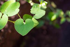 Close-up of a green heart-shaped leaf. Space for text. Valentine's Day concept photo