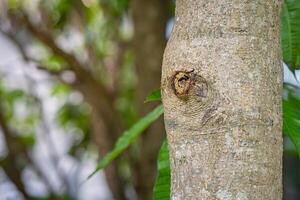 Close-up of a tree trunk in the garden with a nature background. The wood texture on the tree. Space for text. Concept of nature photo