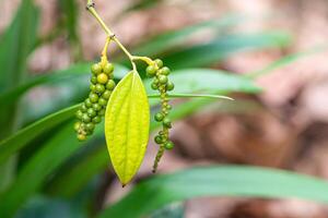 Close-up of fresh black pepper plant growing at the farm. Selective focus. Space for text photo