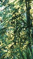 un cerca arriba de un bambú árbol con un montón de hojas video