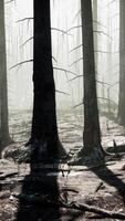 un' foresta pieno con molte di alto alberi video