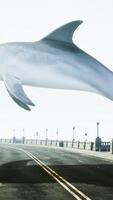 A large white dolphin is flying over a road video